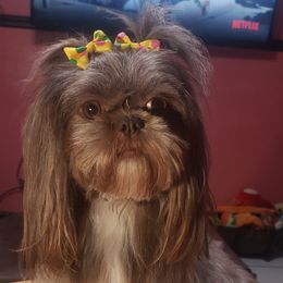 HoneyBun - Shih Tzu