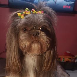 HoneyBun - Shih Tzu