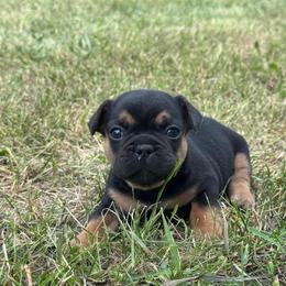 Boy 1 - Black and tan male French Bulldog puppy in Scobey, Montana from Hi-Line Frenchies