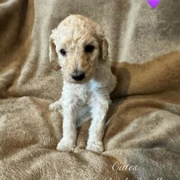 Lavender (Lavender Collar Girl) - Cream female Poodle puppy in Breckenridge, Texas from Cates Standard Poodles