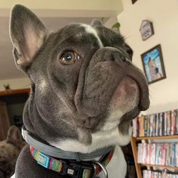 Bryony - French Bulldog