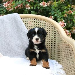 Mulberry - Black tri male Toy Australian Shepherd puppy in Charlestown, Indiana from Forever Aussies and A Doodle