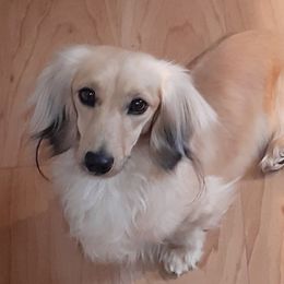 Dachshunds and Yorkipoos from Tiny Puppy Tails
