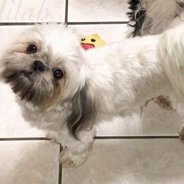 Delilah - Shih Tzu