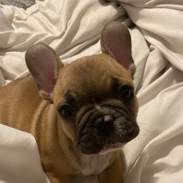 Norm - French Bulldog
