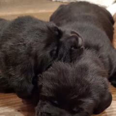 Working Dog Cross Puppies from Happy Hartz