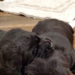 Working Dog Cross Puppies from Happy Hartz