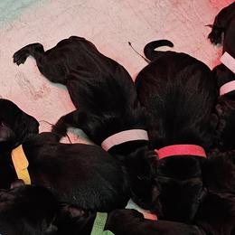Pink Collar - Female - Black female Labrador Retriever puppy in Boyd, Minnesota from Lindley Labradors