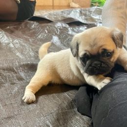 Pug Puppies from Briggs Family Pugs
