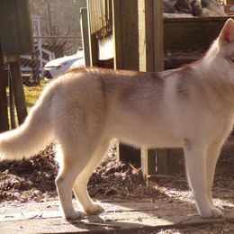 Kit - Siberian Husky
