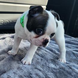 Green collar - Brindle and white male Boston Terrier puppy in Shreveport, Louisiana from Cristi's Port Bostons, LLC