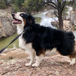 Aspen - Miniature Australian Shepherd