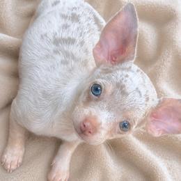 Moonlight Sugar-Moon - Merle female Chihuahua puppy in Flushing (Queens), New York from Petite Pups LLC