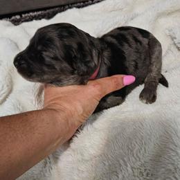 Nala - Merle female Goldendoodle puppy in Meridian, Idaho from Lucy's Golden Doodles