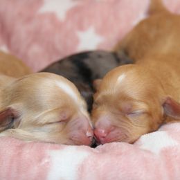 Goldendoodle, Havapoo, Labradoodle, and Springerdoodle Puppies from Oregon Valley Pups
