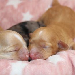 Goldendoodle, Havapoo, Labradoodle, and Springerdoodle Puppies from Oregon Valley Pups