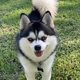 Boy - Pomsky
