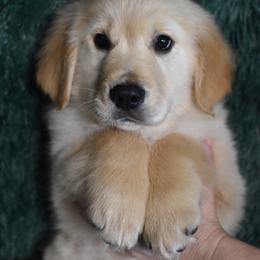 Jellybean (Blue Collar Boy) - Light golden male Golden Retriever puppy in Peoria, Arizona from Dani’s Dawgs
