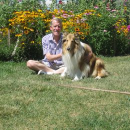Collies from Good Dog