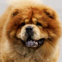 Chow Chow from Graystone Kennel