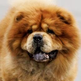 Chow Chow from Graystone Kennel