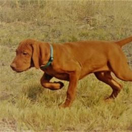 Vizsla Puppies from SkoglundFarm Vizslas