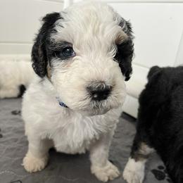 Bernedoodle Puppies from SoCal Bernedoodles