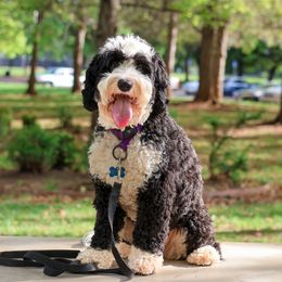 Sophie - Australian Labradoodle
