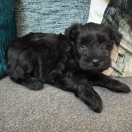 Carlee - Black female Miniature Schnauzer puppy in Pearland, Texas from K & S Schnauzers