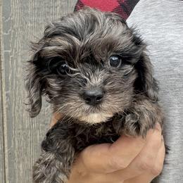 Lyric - Merle male Cavapoo puppy in Boardman, Ohio from Taliaferro Kennel