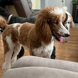 Brandy - Poodle