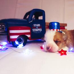American Corgi and Pembroke Welsh Corgi Puppies from The Adirondack Corgi