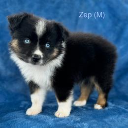 Zep - Black tri male Toy Australian Shepherd puppy in Honolulu, Hawaii from Liana’s Porties & Toy Aussies