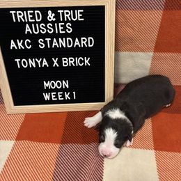 Black tri- Moon - Black tri-color female Australian Shepherd puppy in Cotati, California from Tried and True Aussies