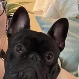 Archer - French Bulldog