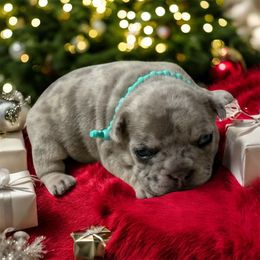 Nelson - Brindle male French Bulldog puppy in Houston, Alabama from Orderofthebulldogs, LLC