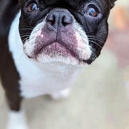 Nyxie - Boston Terrier