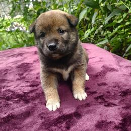 Mia - Sesame female Shiba Inu puppy in Illinois from Precious-Puppies