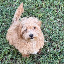 JP Green - Apricot male Assorted Doodle Crosses puppy in Benson, North Carolina from A Bundle of Love