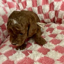 Pink girl - Red  female Goldendoodle puppy in Nampa,, Idaho from Clig Doodle Days