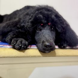Autumn - Poodle puppy from Sharp’s Standard Poodles