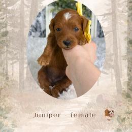 Juniper - Red  female Goldendoodle puppy in Canton, Georgia from Teddy Puppies