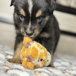 Black Tri male 2 - Black tri male Miniature Australian Shepherd puppy in Hamilton, Montana from Lost Trail Aussies