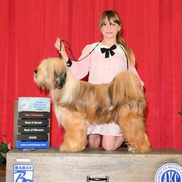 Chase - Tibetan Terrier