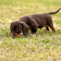 Gunther - Chocolate and tan male Dachshund puppy in Queen Creek, Arizona from Jolly Rogers Dachshunds