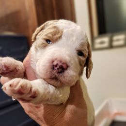 Frenchie - Yellow and white female Bernedoodle puppy in Pollock Pines, California from Ten Acre Wood Doodles