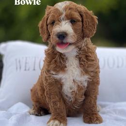 Bowie - Red  male Goldendoodle puppy in Estesburg, Kentucky from Wet Goldendoodle Kisses