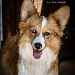 Eclipse - American Corgi