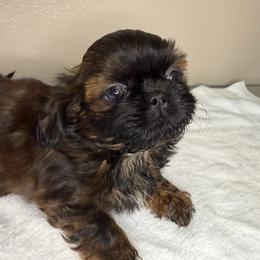 Max - Sable male Shih Tzu puppy in Oak Hills, California from High Desert  Shih Tzu