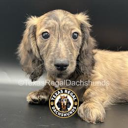 Luke - 3000 - Cream male Dachshund puppy in Houston, Texas from Texas Regal Dachshunds LLC